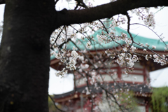 spring for tokyoites 2025