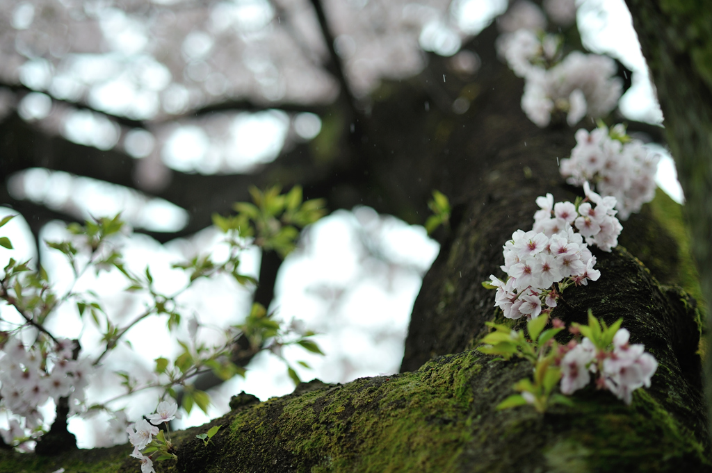 spring for tokyoites