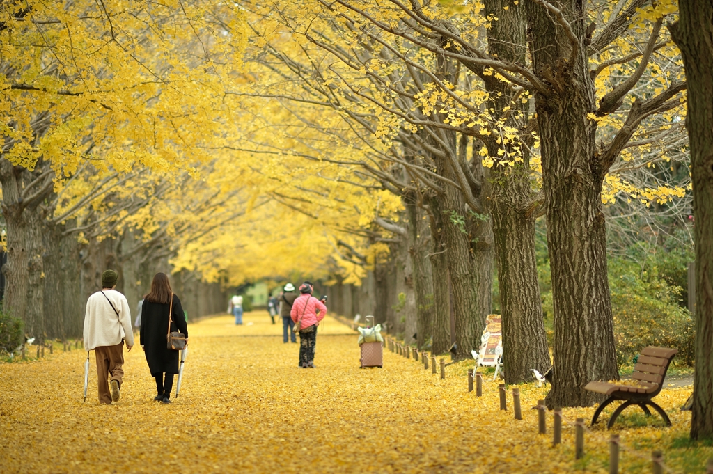 autumn for tokyoites 2019