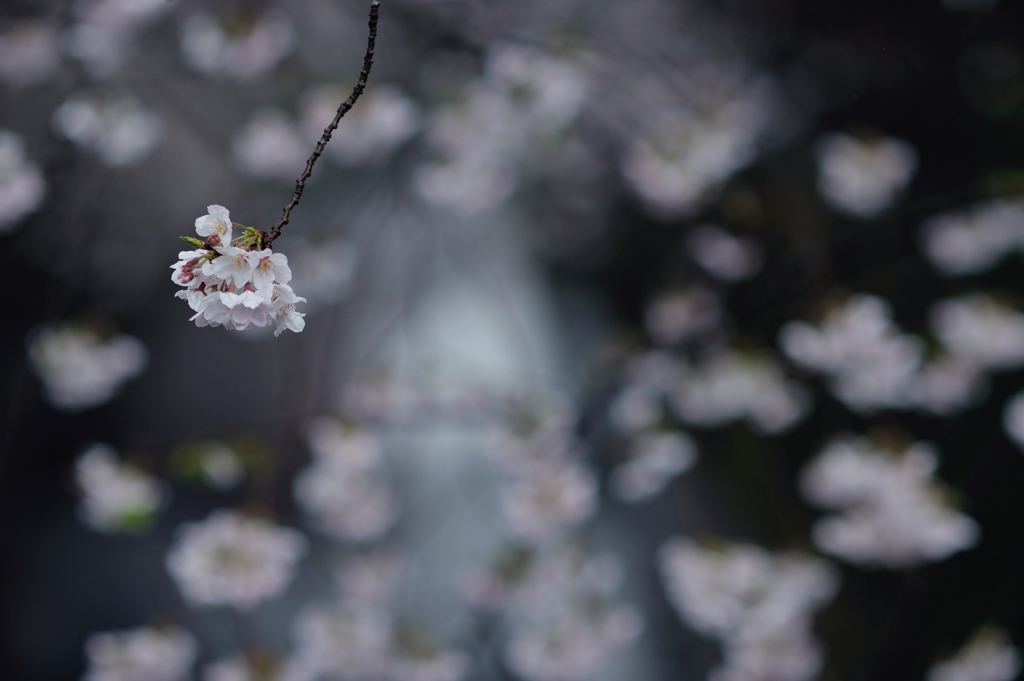 spring for tokyoites