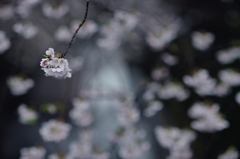 spring for tokyoites