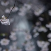 spring for tokyoites