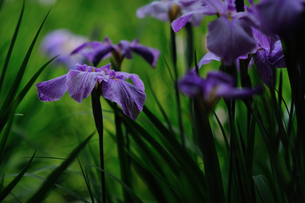 小石川の花菖蒲