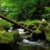 streams