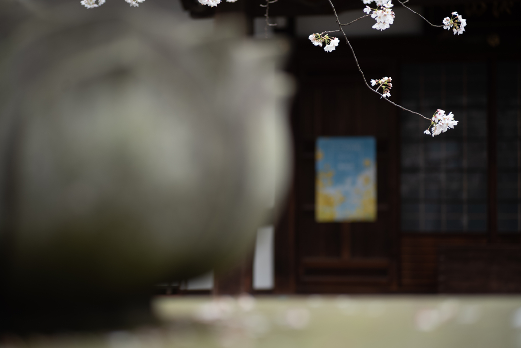 spring for tokyoites 2025