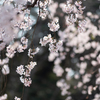 spring for tokyoites 2025