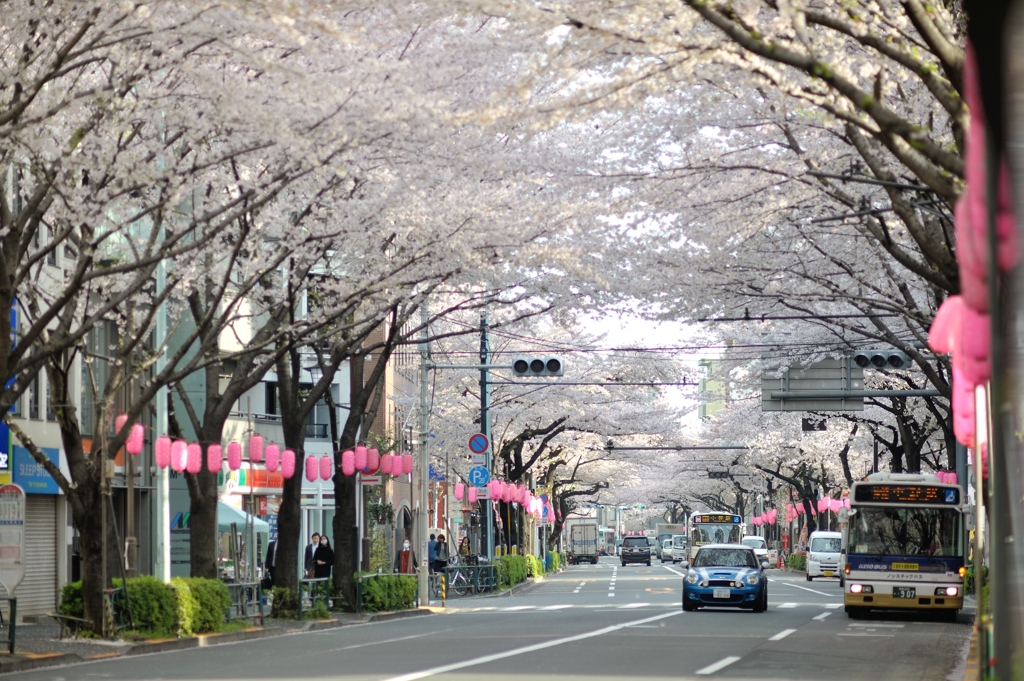 spring for tokyoites