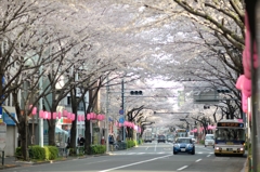 spring for tokyoites