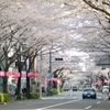 spring for tokyoites