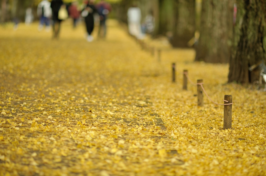 autumn for tokyoites 2019