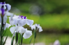 小石川の花菖蒲