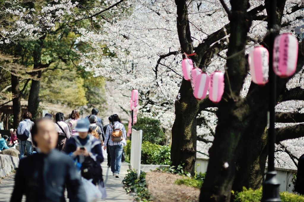 spring for tokyoites 2019