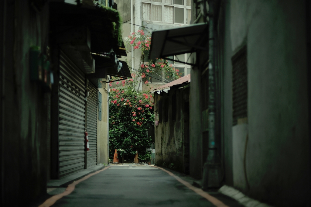 赤い花