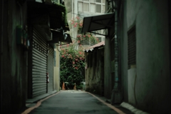 赤い花