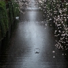spring for tokyoites 2023