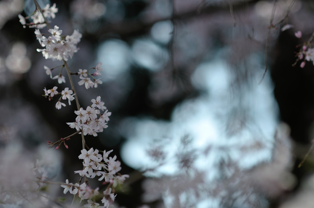 spring for tokyoites 2018