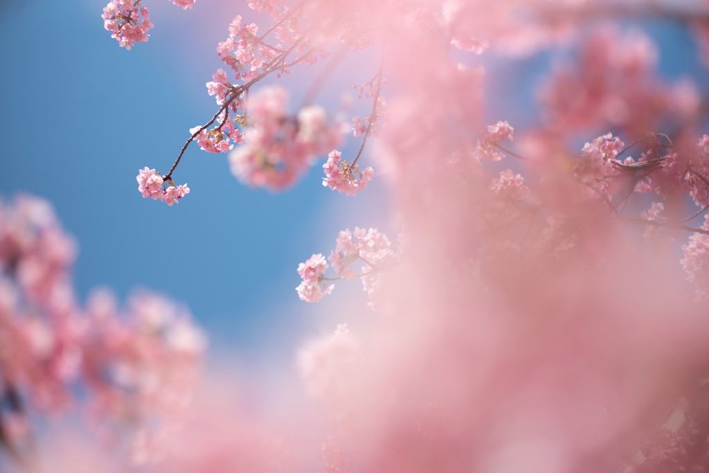 spring for tokyoites 2025