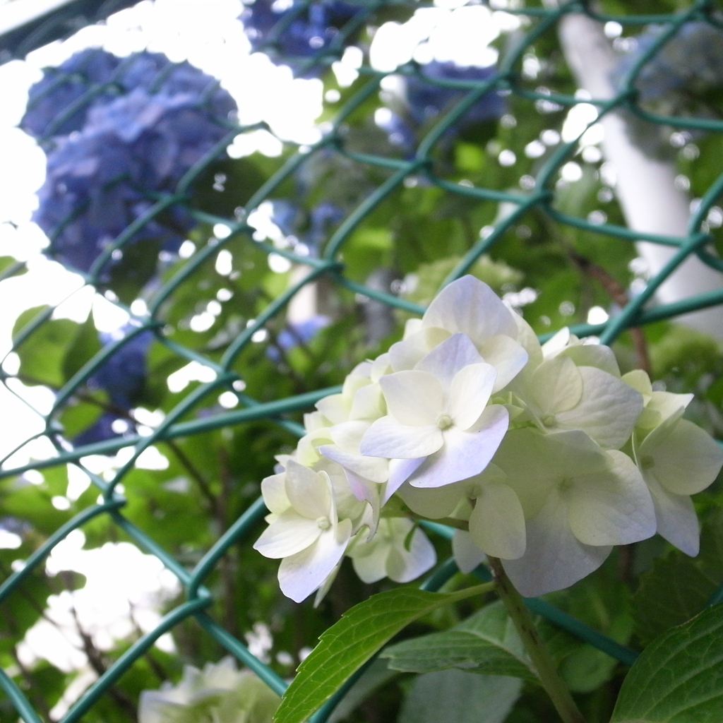 紫陽花