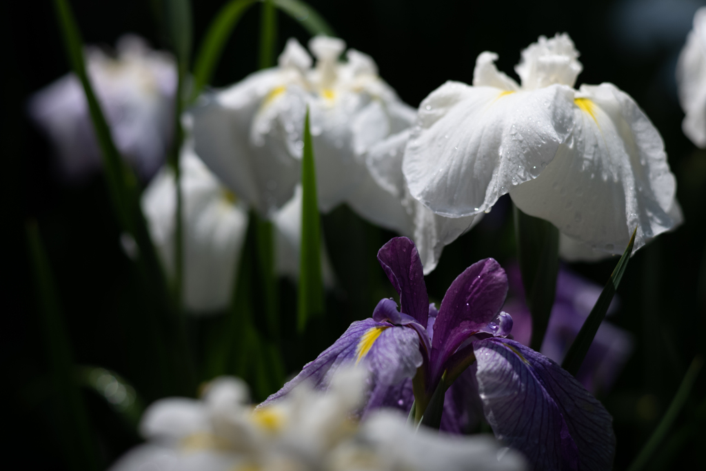花菖蒲の季節