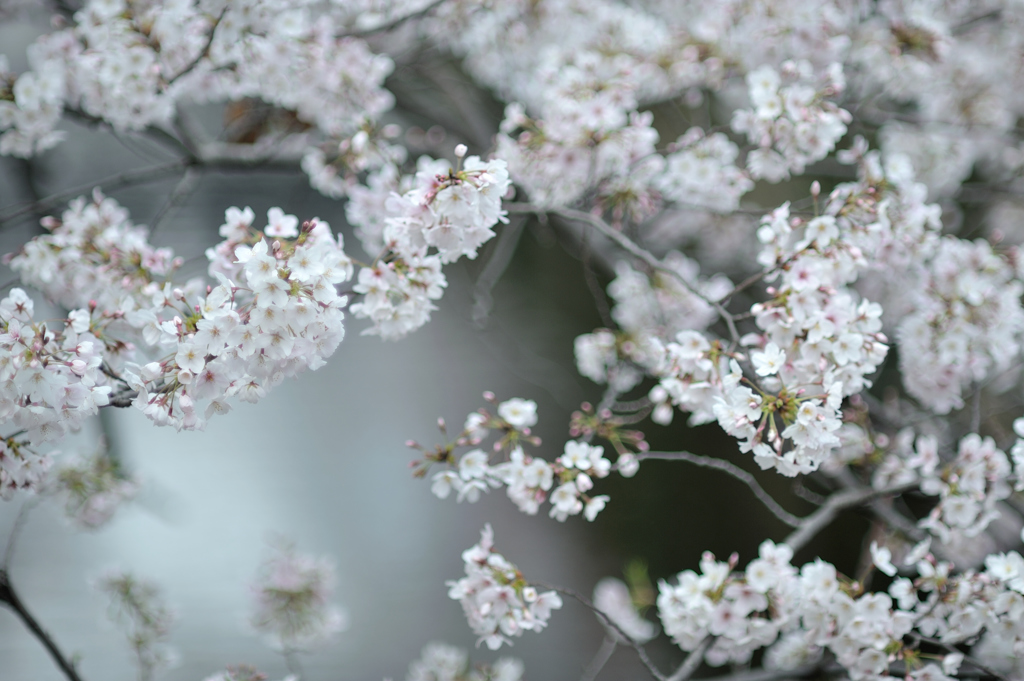 spring for tokyoites 2019