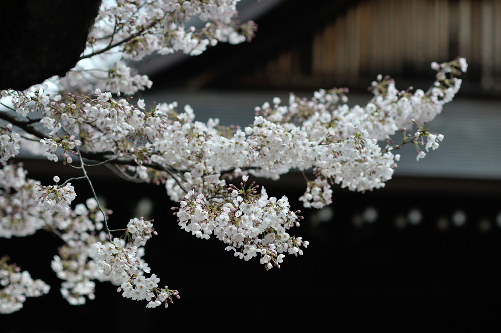 spring for tokyoites