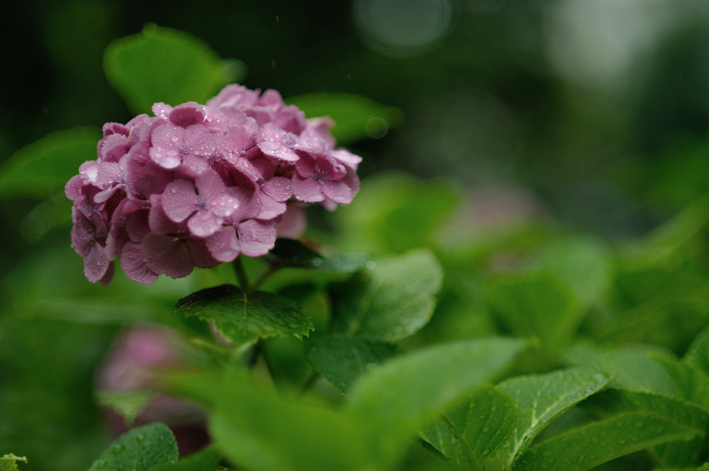 紫陽花日和