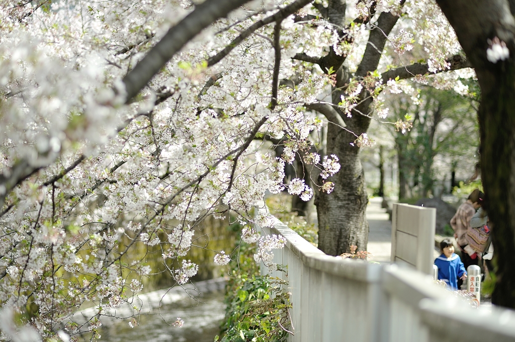 spring for tokyoites