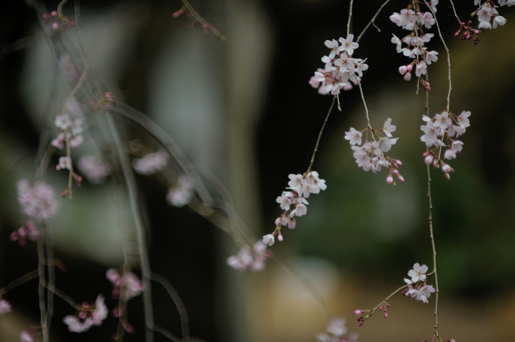 spring for tokyoites