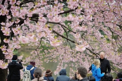 spring for tokyoite and visitors