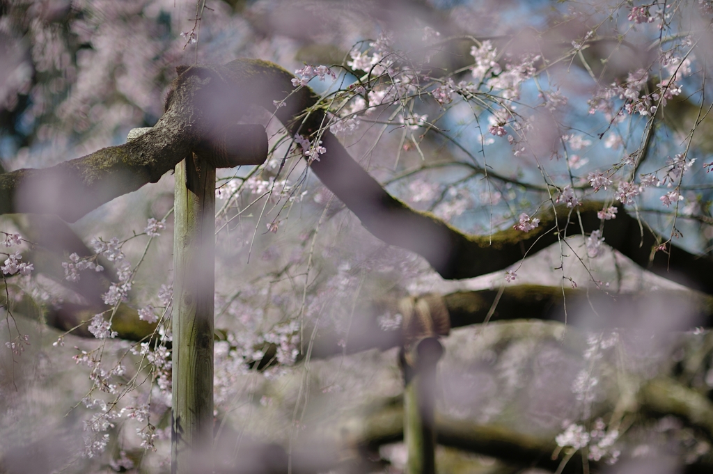 spring for tokyoites 2019