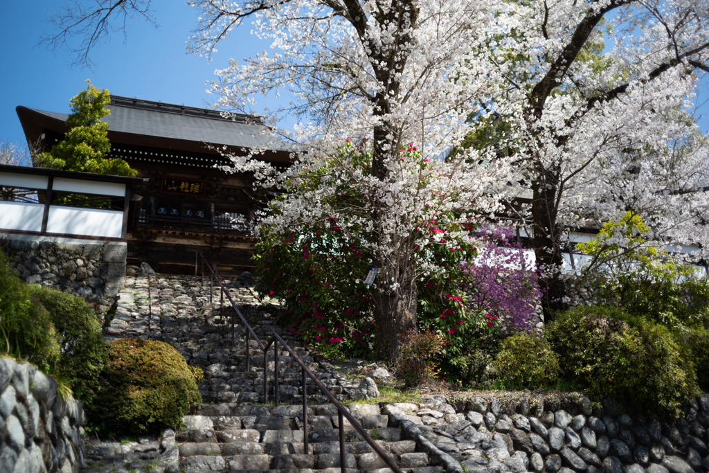 spring for tokyoites 2025