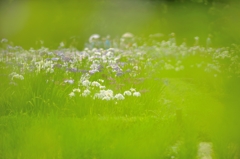 小石川の花菖蒲