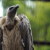 gyps africanus