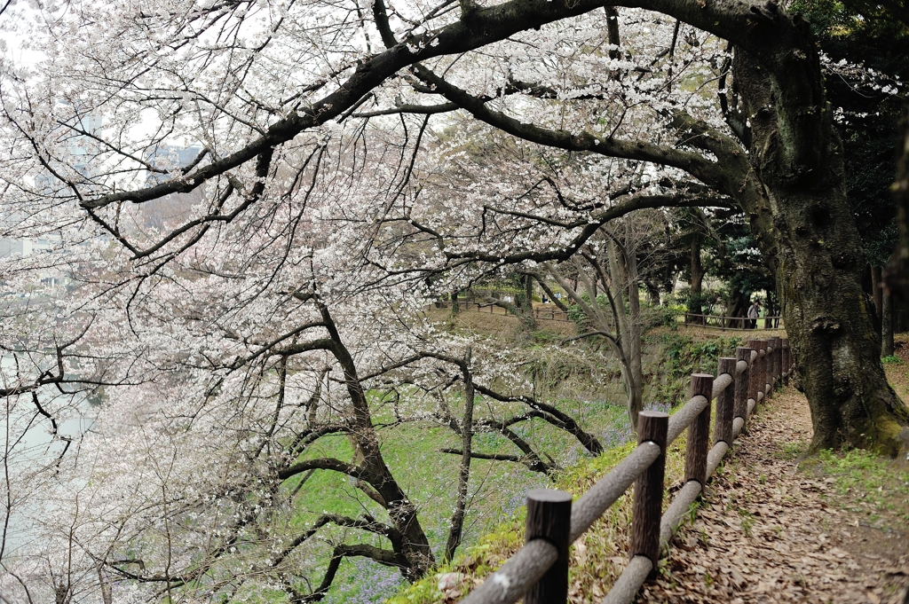 spring for tokyoites