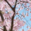 spring for tokyoites 2020