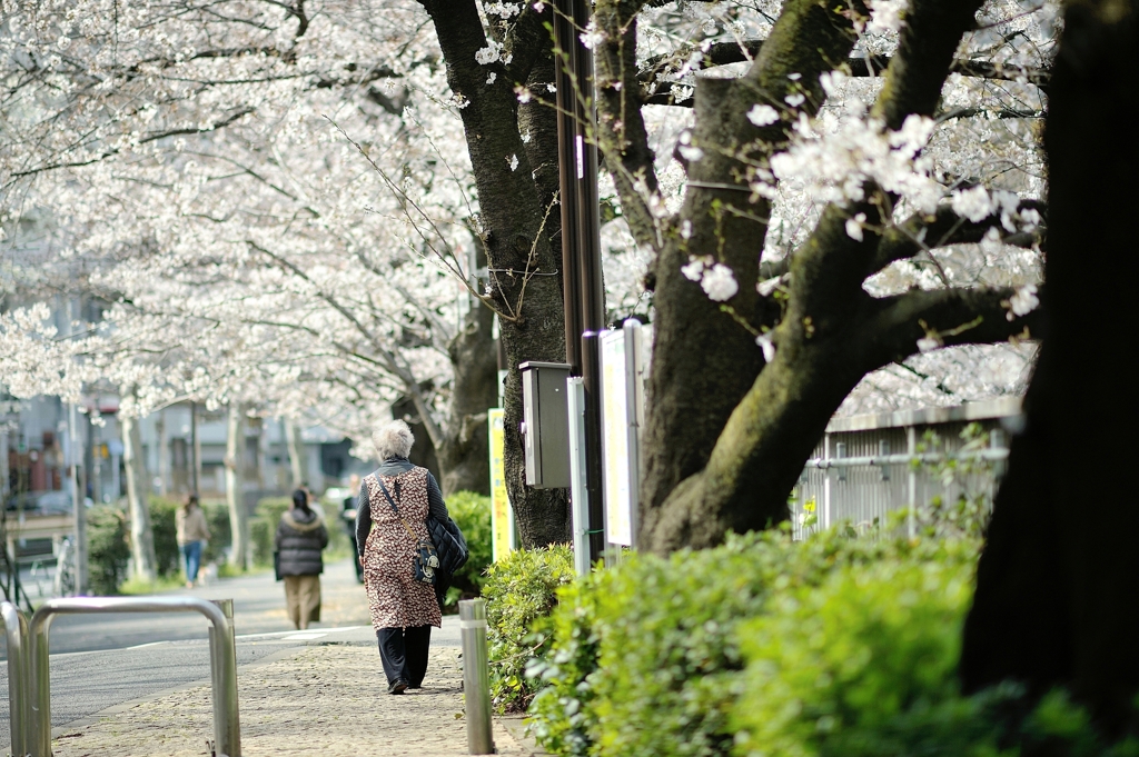 spring for tokyoites 2020
