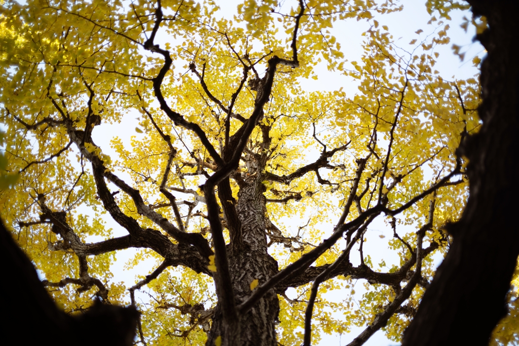 autumn for tokyoites 2023