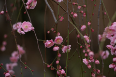 spring for tokyoites 2026