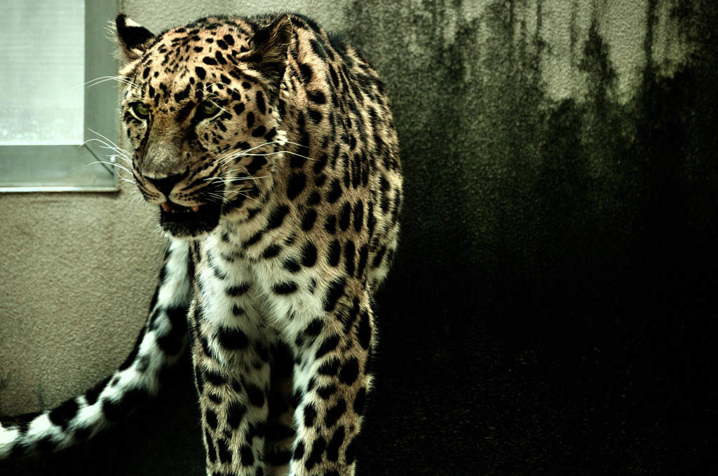 Amur leopard