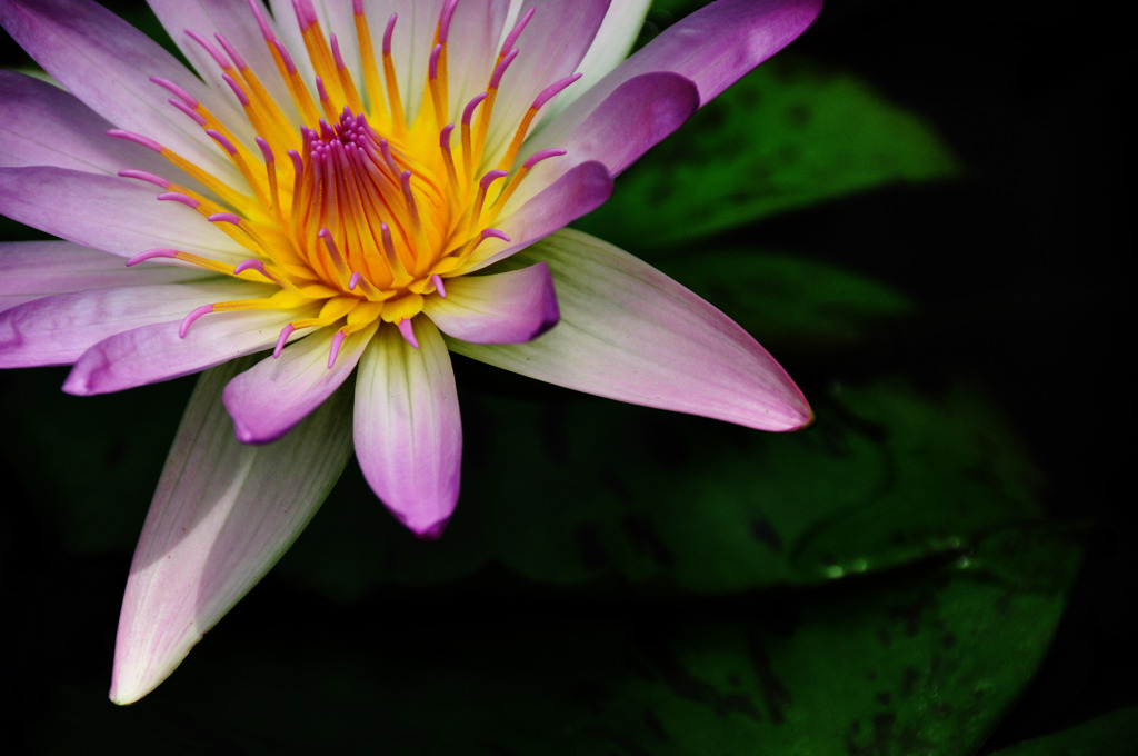 lotus