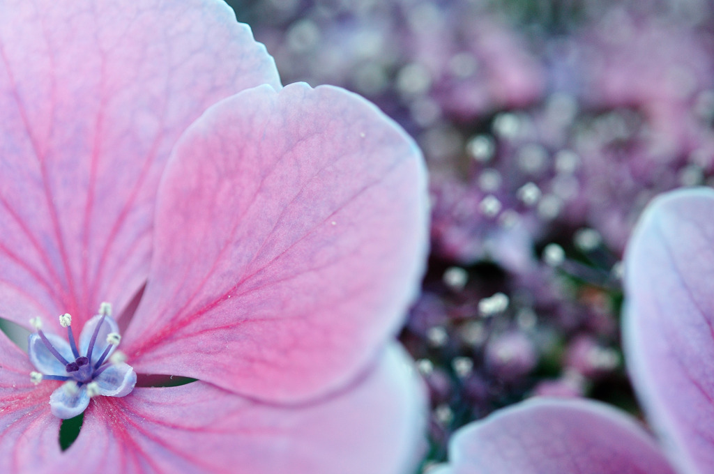 hydrangea -RAW-