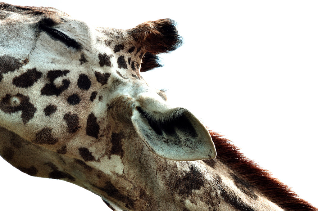 giraffy' kiss