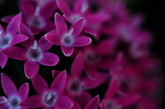 flowes 4