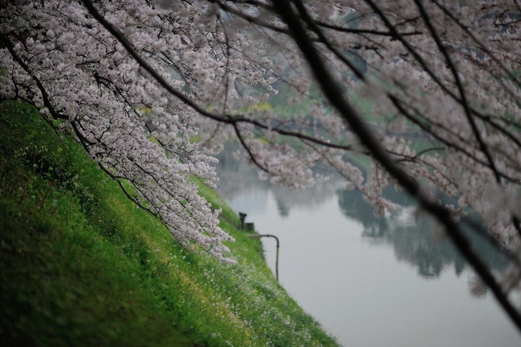 the Chidorigafuchi Moat