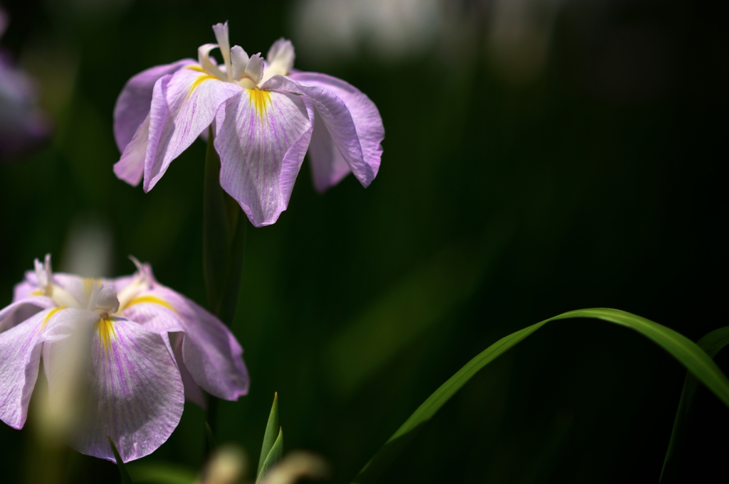 小石川の花菖蒲