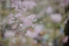 spring for tokyoites