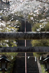 spring for tokyoites 2026