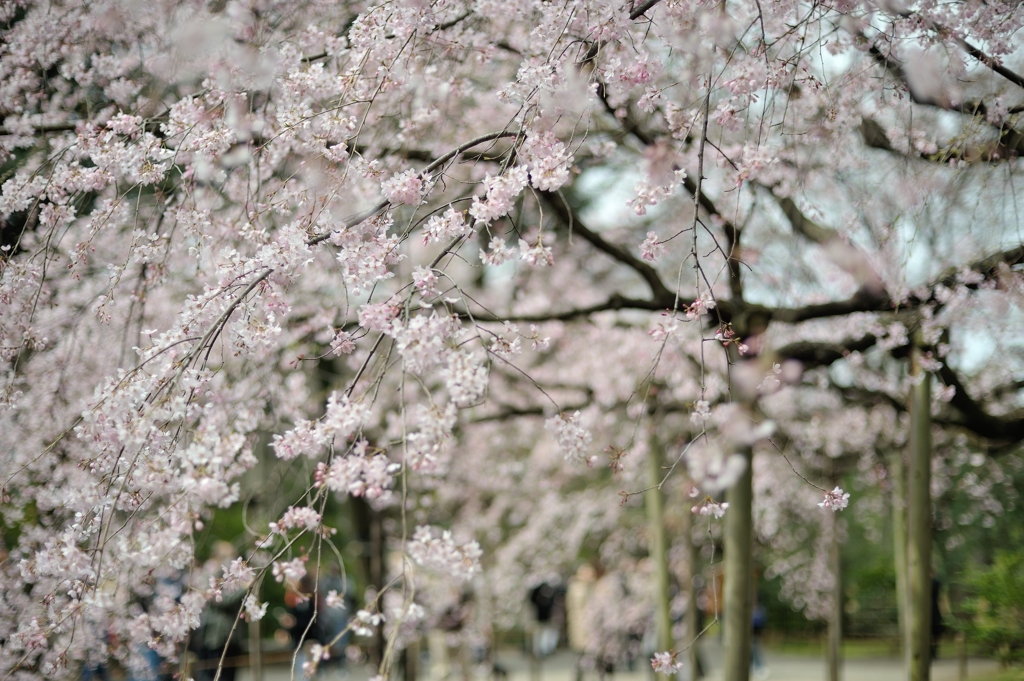 spring for tokyoites
