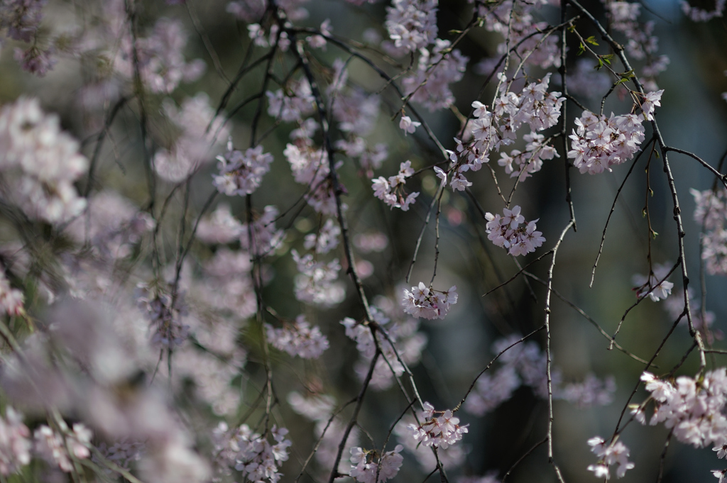 spring for tokyoites 2019