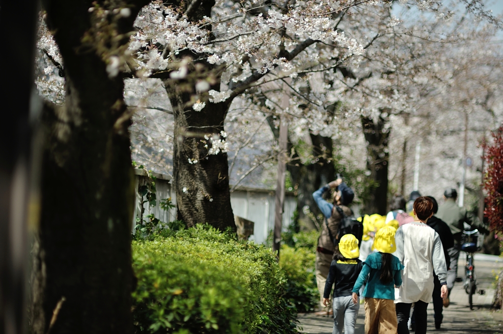 spring for tokyoites 2019